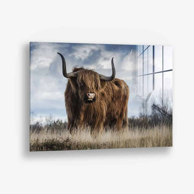 Muskox – Glass