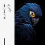 "Blue Macaw" - Image 7