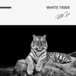 "White Tiger" - Image 7