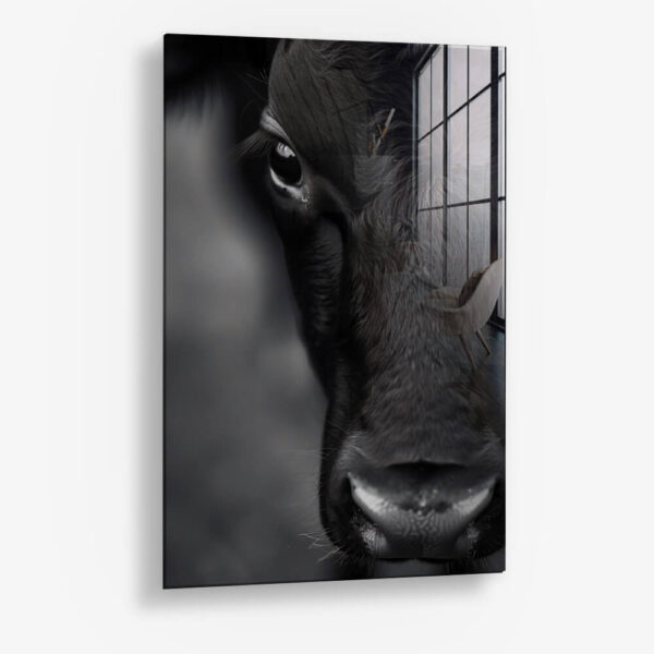 Cow Close-Up – Glass