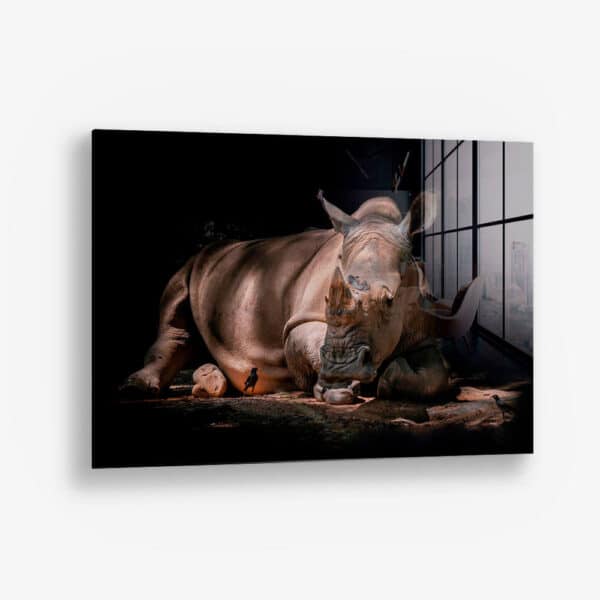 Rhino – Glass