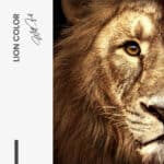 Lot: "Lion & Lioness Color" (2x) – Glass - Image 4