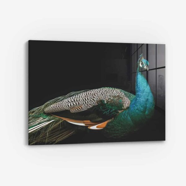Peacock – Glass