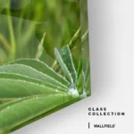 Field Cipher – Glass - Image 4