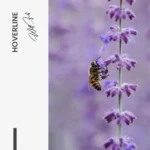 Hoverline – Glass - Image 5