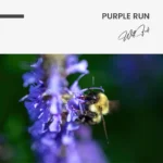 "Purple Run" - Image 7
