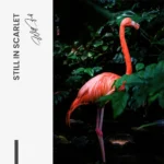 "Still in Scarlet" - Image 7