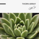 Thorn Array – Glass - Image 5
