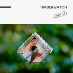 Timberwatch – Glass - Image 5