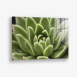 Thorn Array – Glass