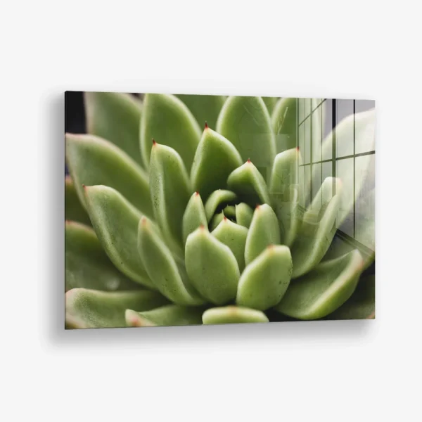 Thorn Array – Glass