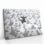 "The Black Sheep" gallery 1